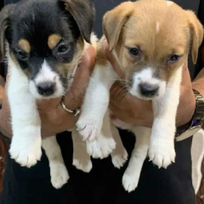 Jack Russell Terrier Price in Nashik | Jack Russell Terrier Puppies for sale in Nashik