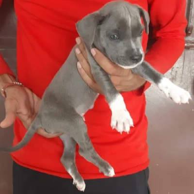 Jack Russell Terrier Price in Nashik | Jack Russell Terrier Puppies for sale in Nashik