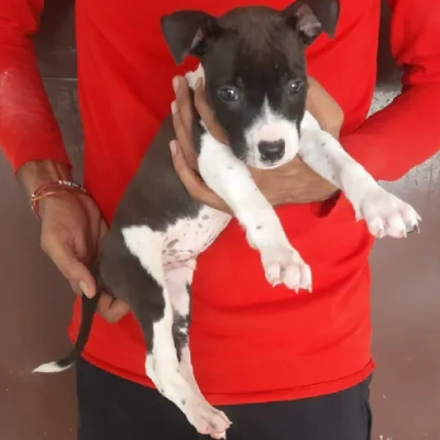 Jack Russell Terrier Price in Nashik | Jack Russell Terrier Puppies for sale in Nashik