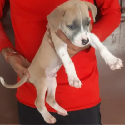 Jack Russell Terrier Price in Nashik | Jack Russell Terrier Puppies for sale in Nashik