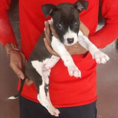 Jack Russell Terrier Price in Nashik | Jack Russell Terrier Puppies for sale in Nashik