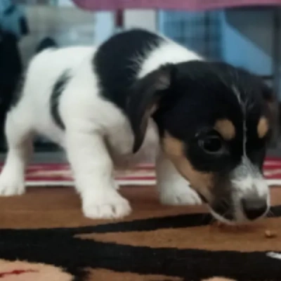 Jack Russell Terrier Price in Nashik | Jack Russell Terrier Puppies for sale in Nashik