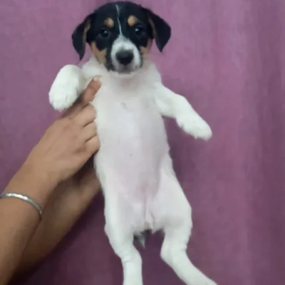 Jack Russell Terrier Price in Nashik | Jack Russell Terrier Puppies for sale in Nashik