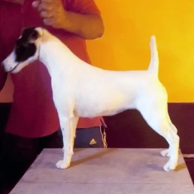 Japanese Terrier Price in Surat | Japanese Terrier Puppies for sale in Surat