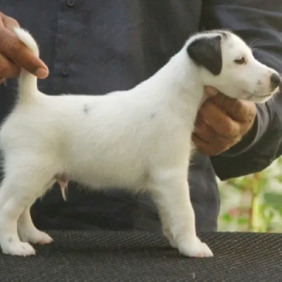 Japanese Terrier Price in Surat | Japanese Terrier Puppies for sale in Surat