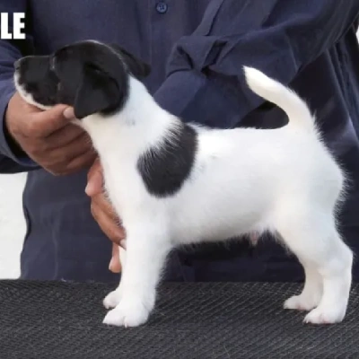 Japanese Terrier Price in Surat | Japanese Terrier Puppies for sale in Surat