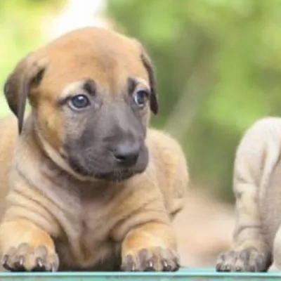 Kombai Price in Nashik | Kombai Puppies for sale in Nashik