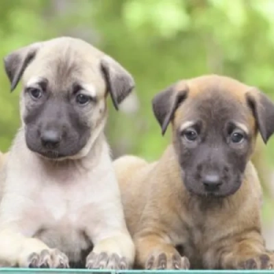 Kombai Price in Nashik | Kombai Puppies for sale in Nashik