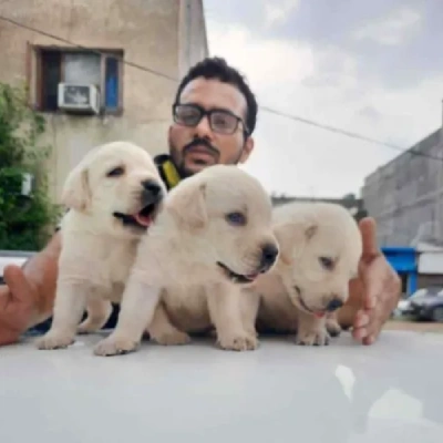 Labrador Retriever Price in Pune | Labrador Retriever Puppies for sale in Pune