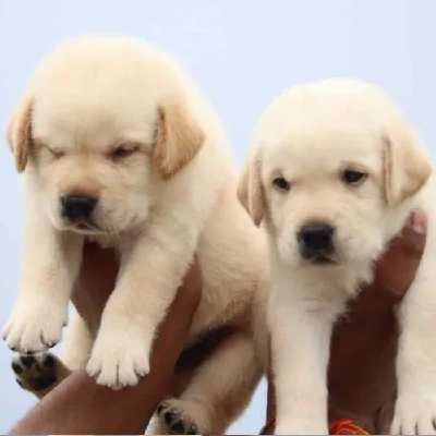 Labrador Retriever Price in Gurgaon | Labrador Retriever Puppies for sale in Gurgaon