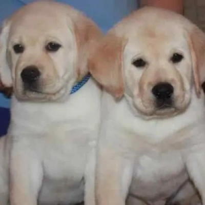 Labrador Price in Delhi | Labrador Puppies for sale in Delhi
