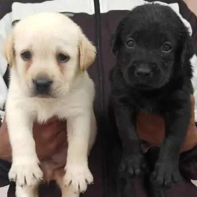 Labrador Price in Noida | Labrador Puppies for sale in Noida