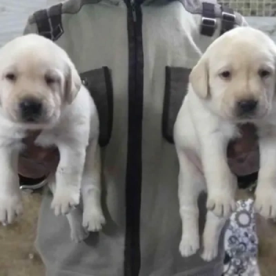Labrador Retriever Price in Pune | Labrador Retriever Puppies for sale in Pune