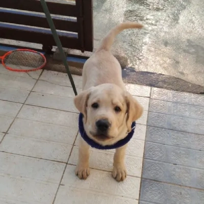 Labrador Retriever Price in Gurgaon | Labrador Retriever Puppies for sale in Gurgaon