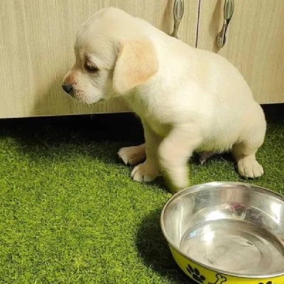 Labrador Retriever Price in Pune | Labrador Retriever Puppies for sale in Pune