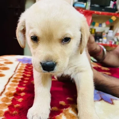 Labrador Retriever Price in Mumbai | Labrador Retriever Puppies for sale in Mumbai