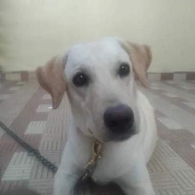 Labrador Retriever Price in Visakhapatnam | Labrador Retriever Puppies for sale in Visakhapatnam