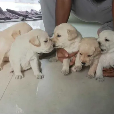 Labrador Retriever Price in Nashik | Labrador Retriever Puppies for sale in Nashik