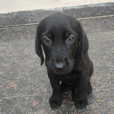 Labrador Price in Delhi | Labrador Puppies for sale in Delhi