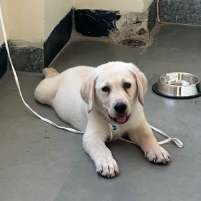 Labrador Price in Noida | Labrador Puppies for sale in Noida