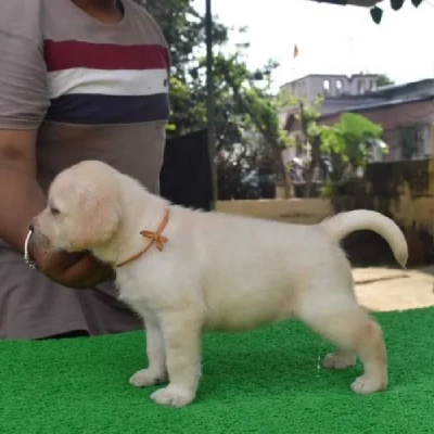 Labrador Retriever Price in Visakhapatnam | Labrador Retriever Puppies for sale in Visakhapatnam
