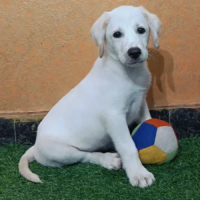Labrador Retriever Price in Surat | Labrador Retriever Puppies for sale in Surat