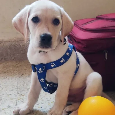 Labrador Price in Noida | Labrador Puppies for sale in Noida