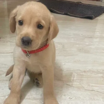 Labrador Retriever Price in Gurgaon | Labrador Retriever Puppies for sale in Gurgaon