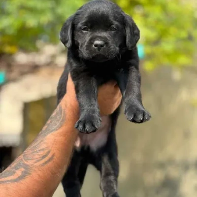 Labrador Retriever Price in Gurgaon | Labrador Retriever Puppies for sale in Gurgaon