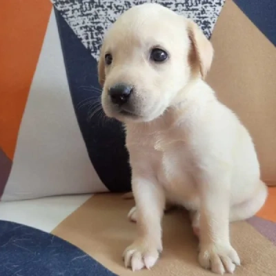 Labrador Price in Delhi | Labrador Puppies for sale in Delhi