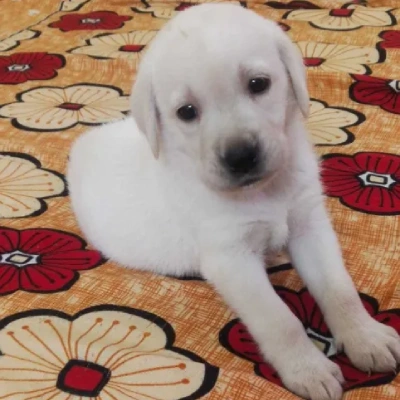 Labrador Retriever Price in Nashik | Labrador Retriever Puppies for sale in Nashik