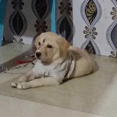 Labrador Retriever Price in Gurgaon | Labrador Retriever Puppies for sale in Gurgaon