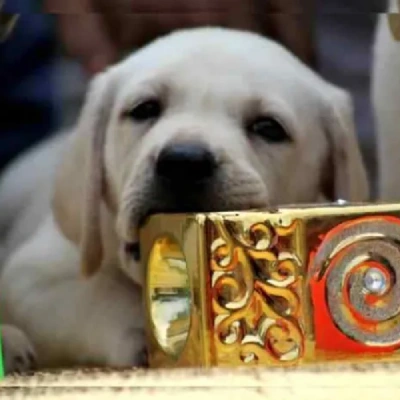 Labrador Price in Noida | Labrador Puppies for sale in Noida