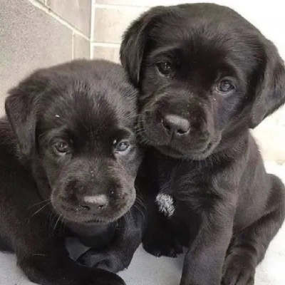 Labrador Retriever Price in Nashik | Labrador Retriever Puppies for sale in Nashik