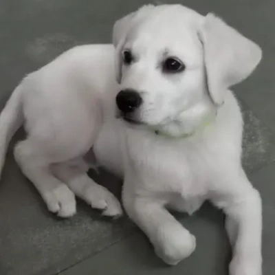 Labrador Retriever Price in Pune | Labrador Retriever Puppies for sale in Pune