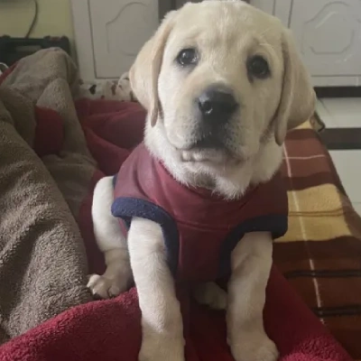 Labrador Retriever Price in Visakhapatnam | Labrador Retriever Puppies for sale in Visakhapatnam