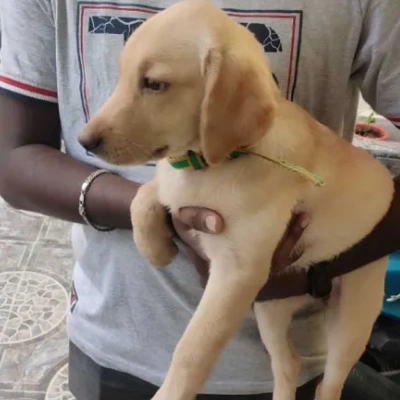Labrador Retriever Price in Nashik | Labrador Retriever Puppies for sale in Nashik