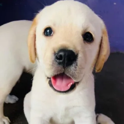 Labrador Price in Noida | Labrador Puppies for sale in Noida