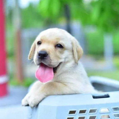 Labrador Retriever Price in Nashik | Labrador Retriever Puppies for sale in Nashik