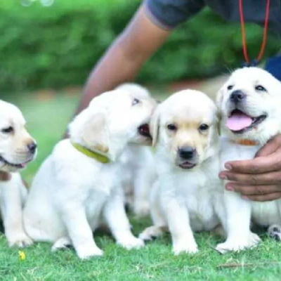 Labrador Retriever Price in Pune | Labrador Retriever Puppies for sale in Pune
