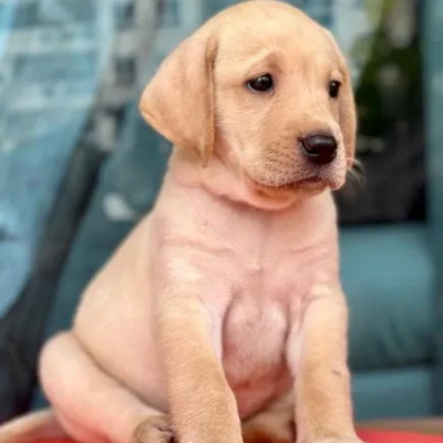 Labrador Retriever Price in Nashik | Labrador Retriever Puppies for sale in Nashik