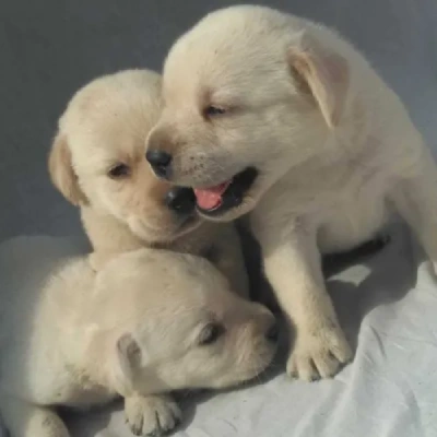Labrador Retriever Price in Nashik | Labrador Retriever Puppies for sale in Nashik
