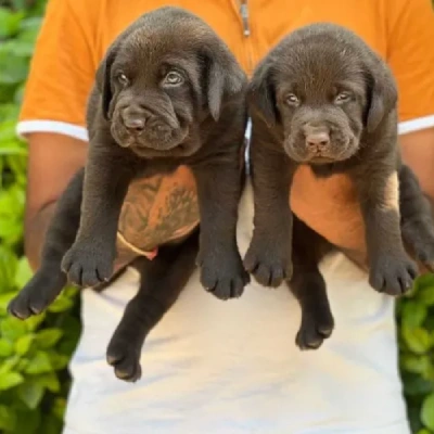 Labrador Retriever Price in Pune | Labrador Retriever Puppies for sale in Pune