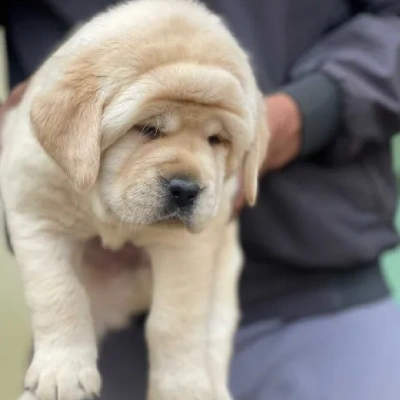 Labrador Retriever Price in Visakhapatnam | Labrador Retriever Puppies for sale in Visakhapatnam
