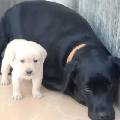 Labrador Retriever Price in Visakhapatnam | Labrador Retriever Puppies for sale in Visakhapatnam