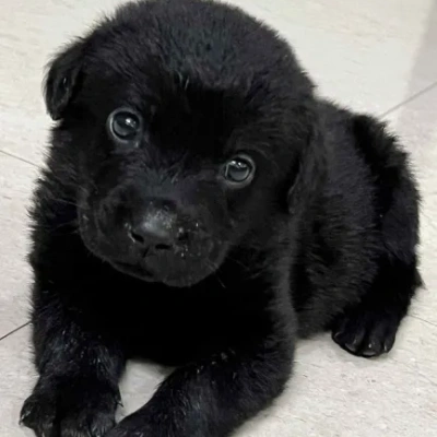 Labrador Retriever Price in Pune | Labrador Retriever Puppies for sale in Pune