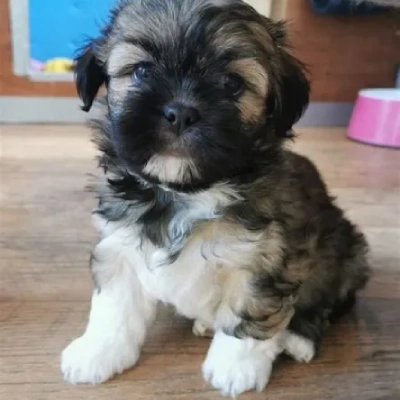Lhasa Apso Price in Noida | Lhasa Apso Puppies for sale in Noida