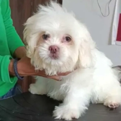 Lhasa Apso Price in Delhi | Lhasa Apso Puppies for sale in Delhi