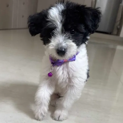 Lhasa Apso Price in Noida | Lhasa Apso Puppies for sale in Noida