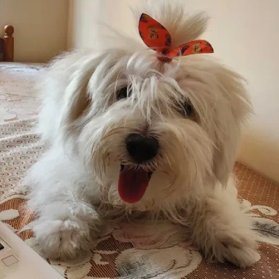 Lhasa Apso Price in Noida | Lhasa Apso Puppies for sale in Noida